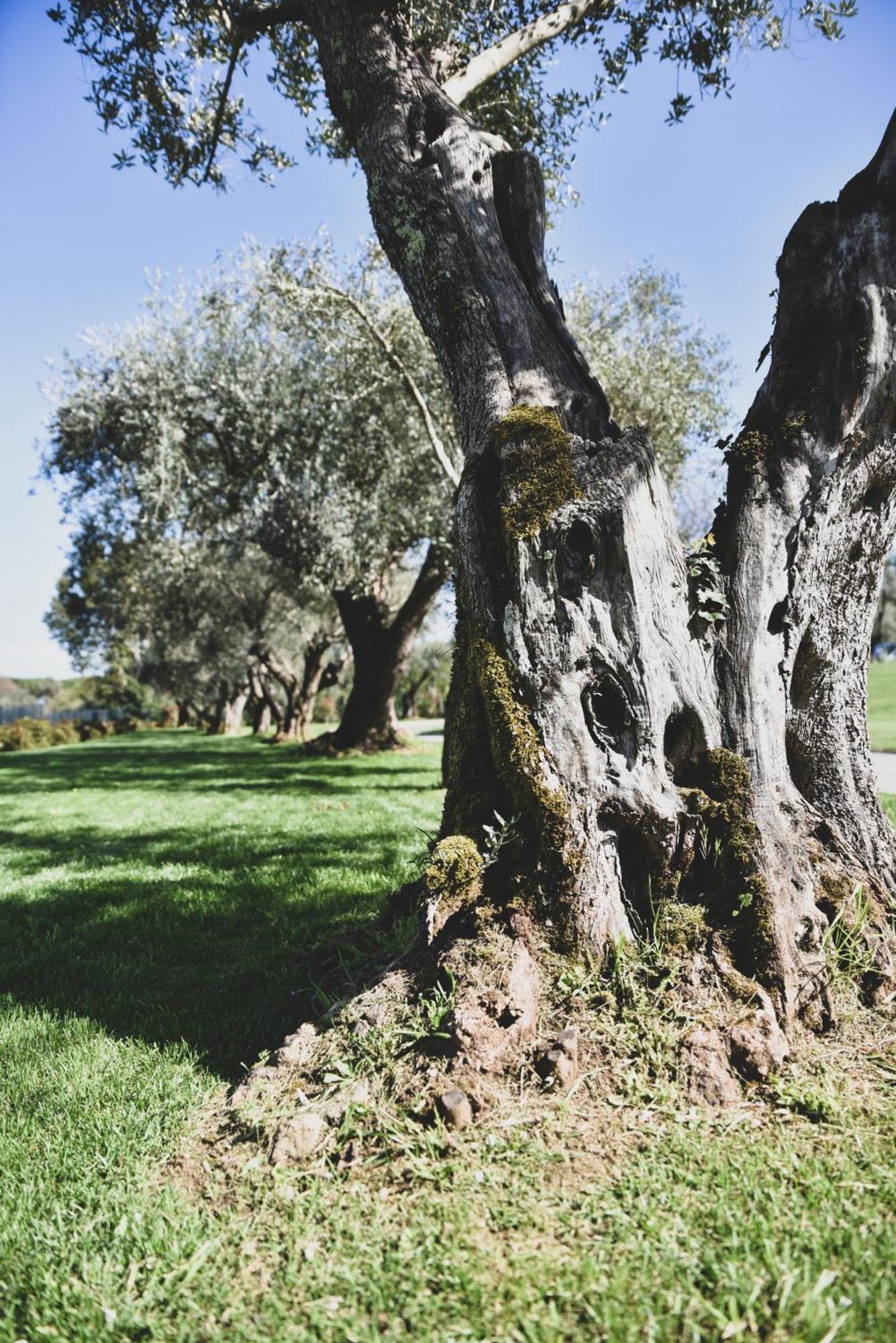 Vigna Caio Relais & Spa (Adults Only) Bracciano  Exteriér fotografie